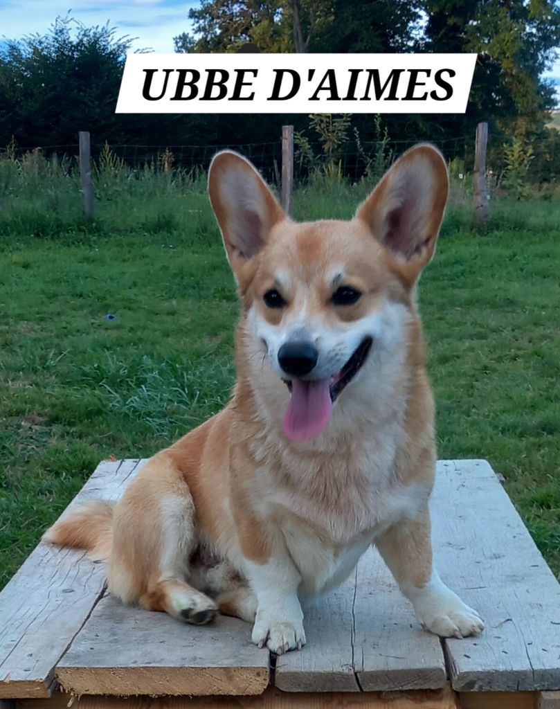Ubbe d aimes d'aimes