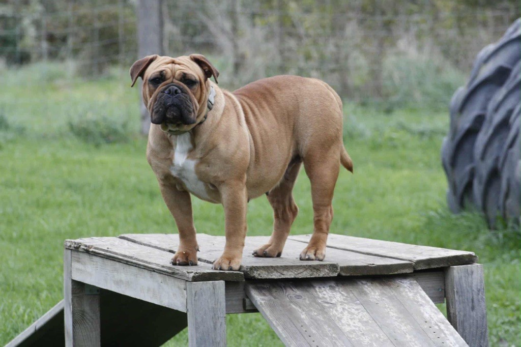 Vidjie House Of Warrior