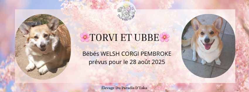 Bébés corgi prévus pour le 28 août 2025 ! 