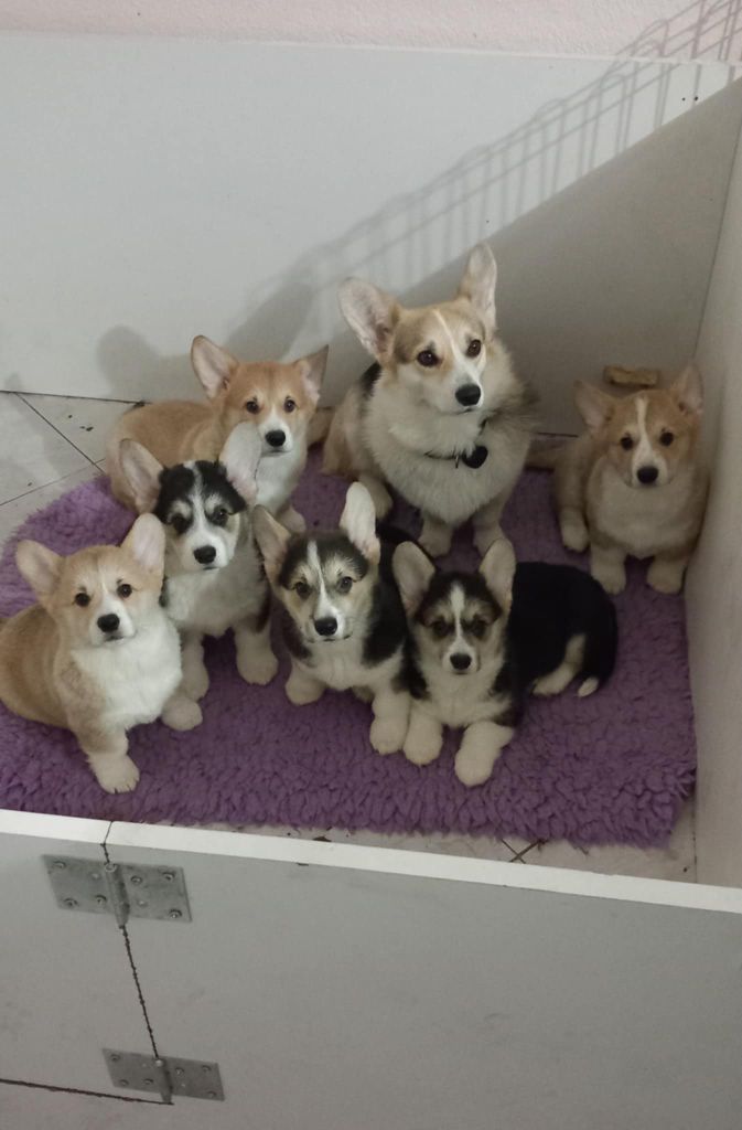 Nos bébés nés à l'élevage