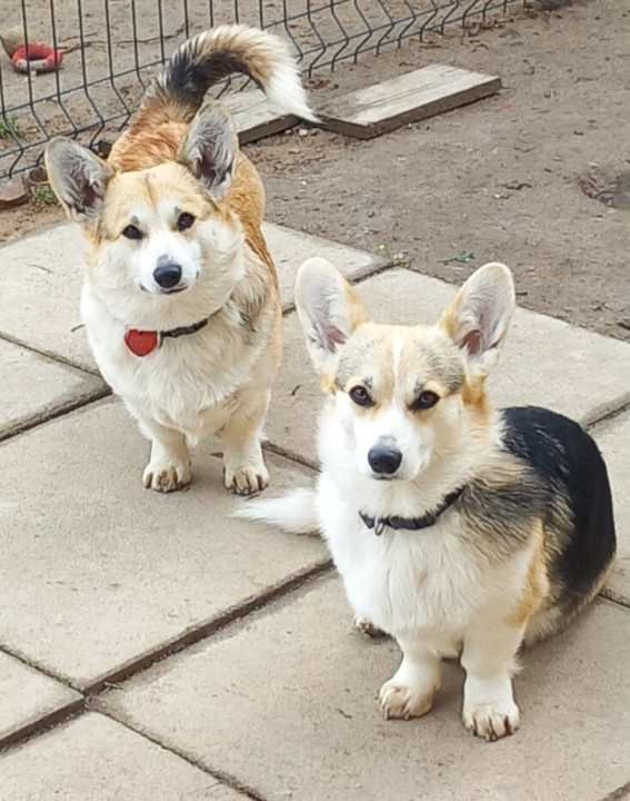 La famille Corgi et cie