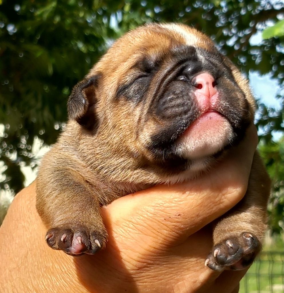 Du Paradis D'Eska - Chiots disponibles - Bulldog continental