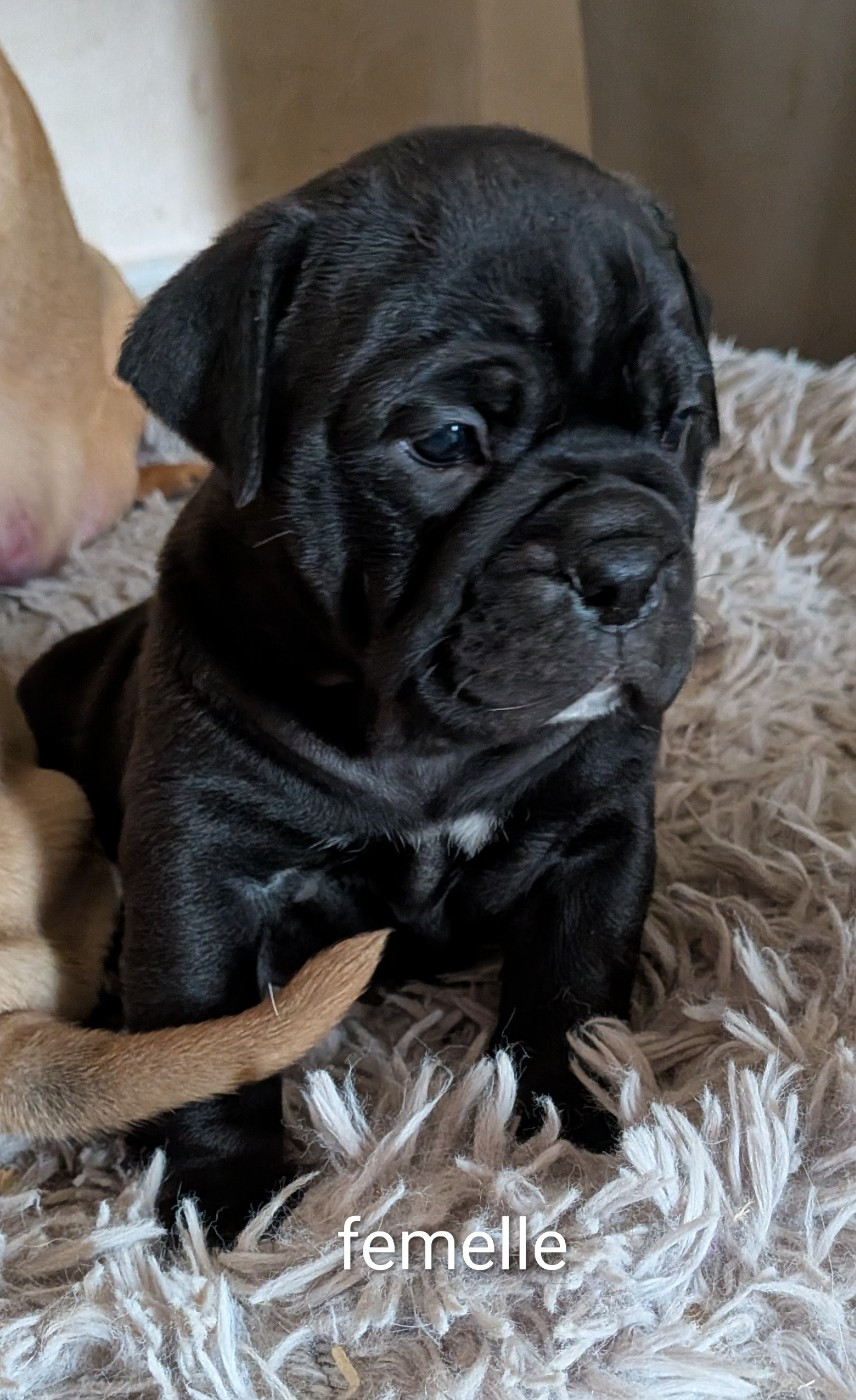 Du Paradis D'Eska - Chiots disponibles - Bulldog continental