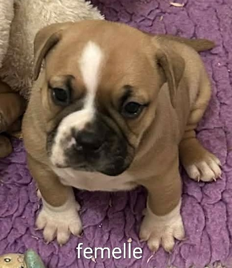 Du Paradis D'Eska - Chiots disponibles - Bulldog continental