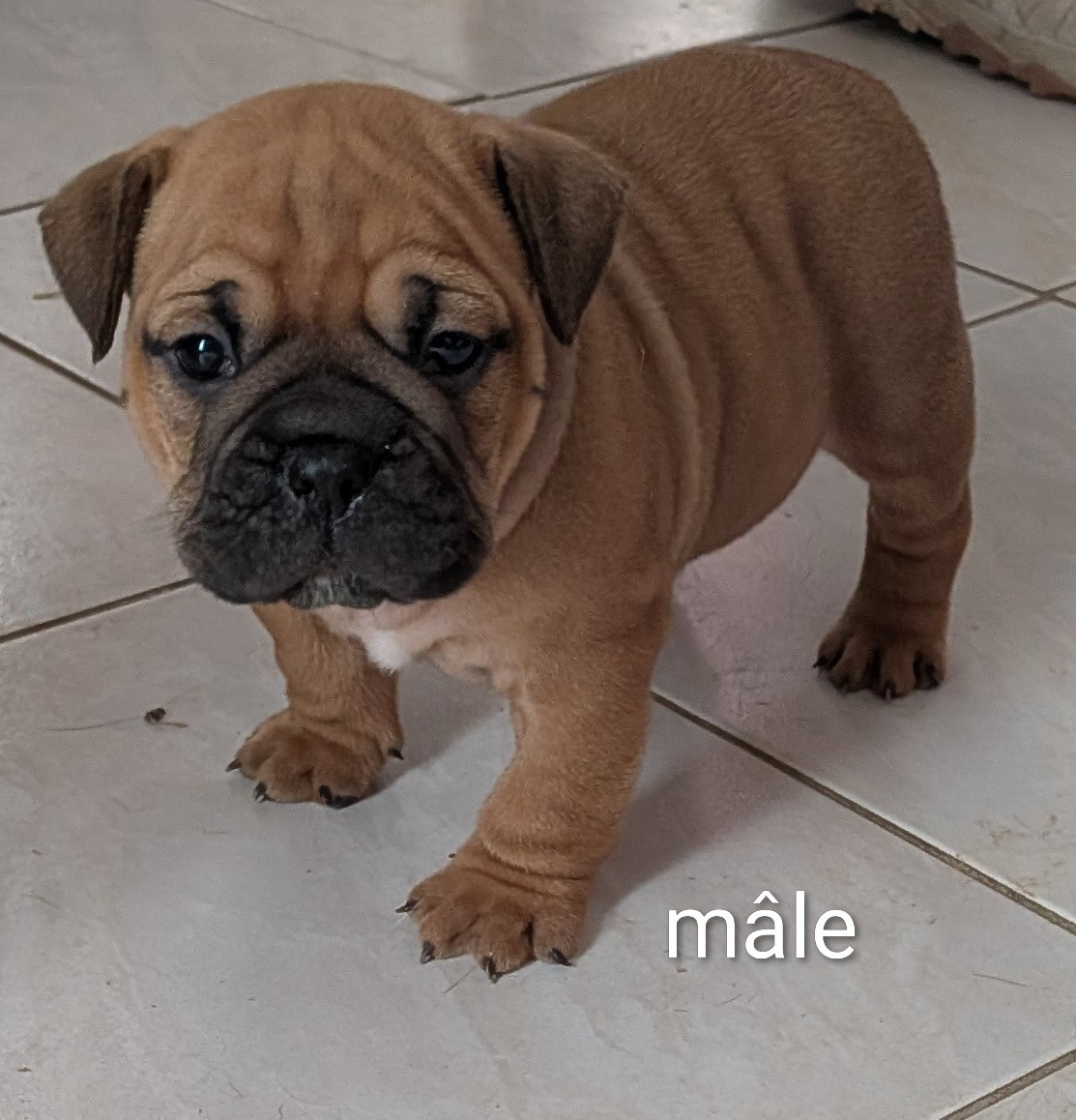 Du Paradis D'Eska - Chiots disponibles - Bulldog continental