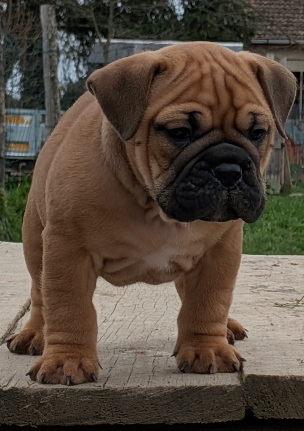 Du Paradis D'Eska - Chiots disponibles - Bulldog continental