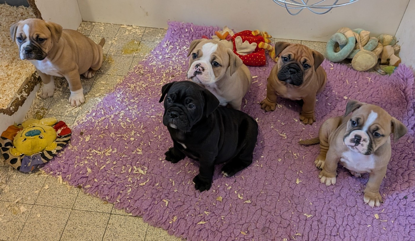 Du Paradis D'Eska - Bulldog continental - Portée née le 26/12/2025