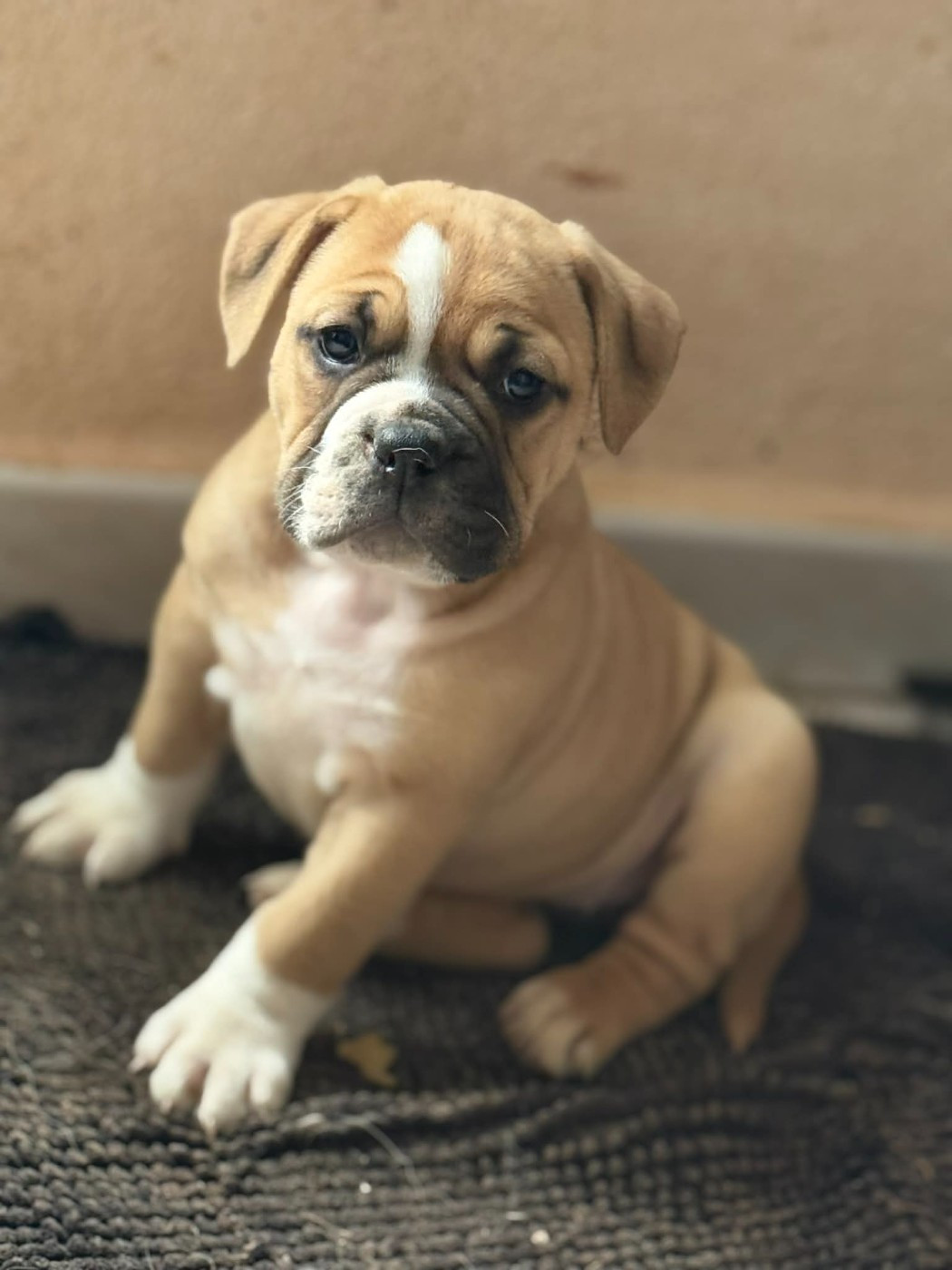Du Paradis D'Eska - Chiots disponibles - Bulldog continental