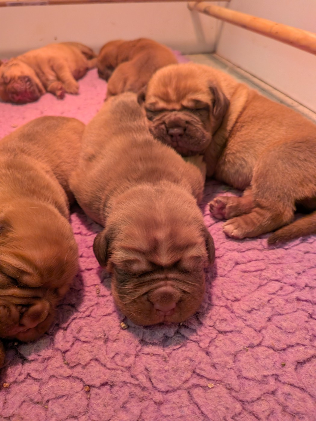 Du Paradis D'Eska - Chiots disponibles - Dogue de Bordeaux