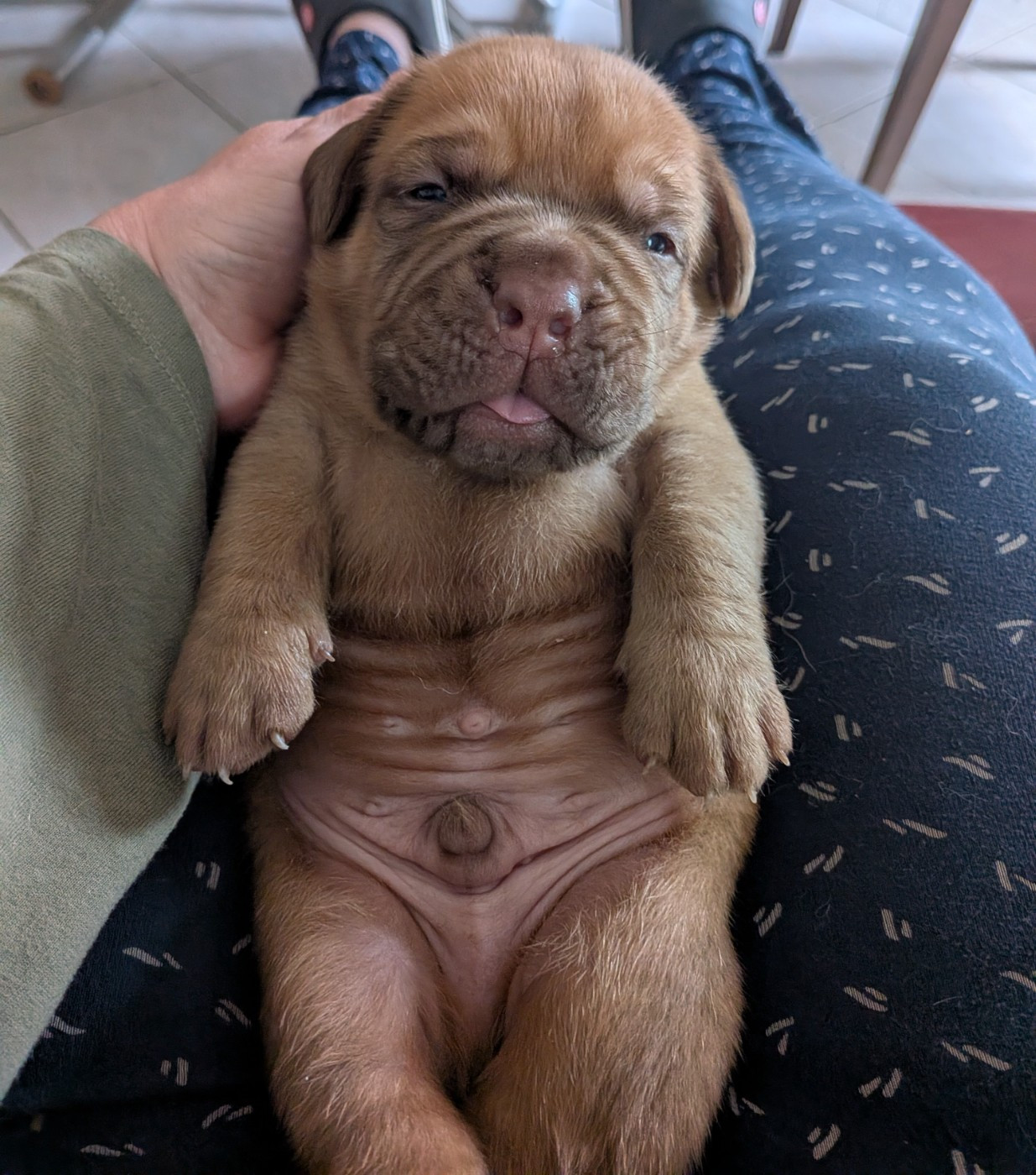 Du Paradis D'Eska - Chiots disponibles - Dogue de Bordeaux
