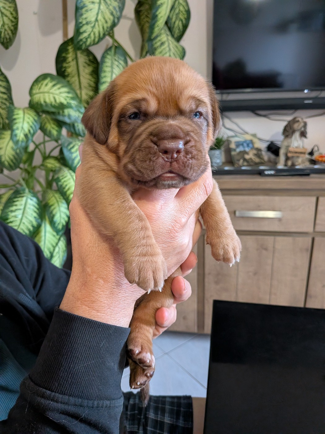 Du Paradis D'Eska - Chiots disponibles - Dogue de Bordeaux