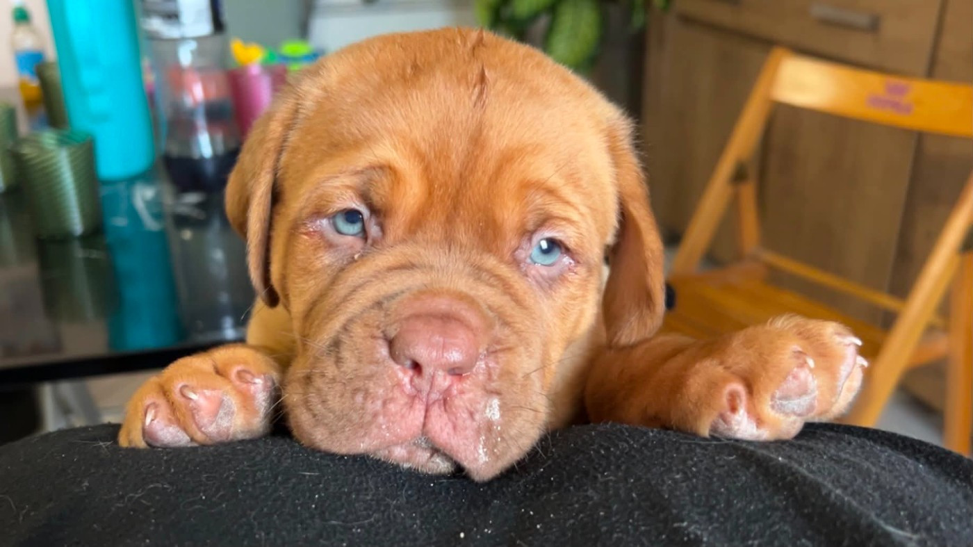 Du Paradis D'Eska - Chiots disponibles - Dogue de Bordeaux