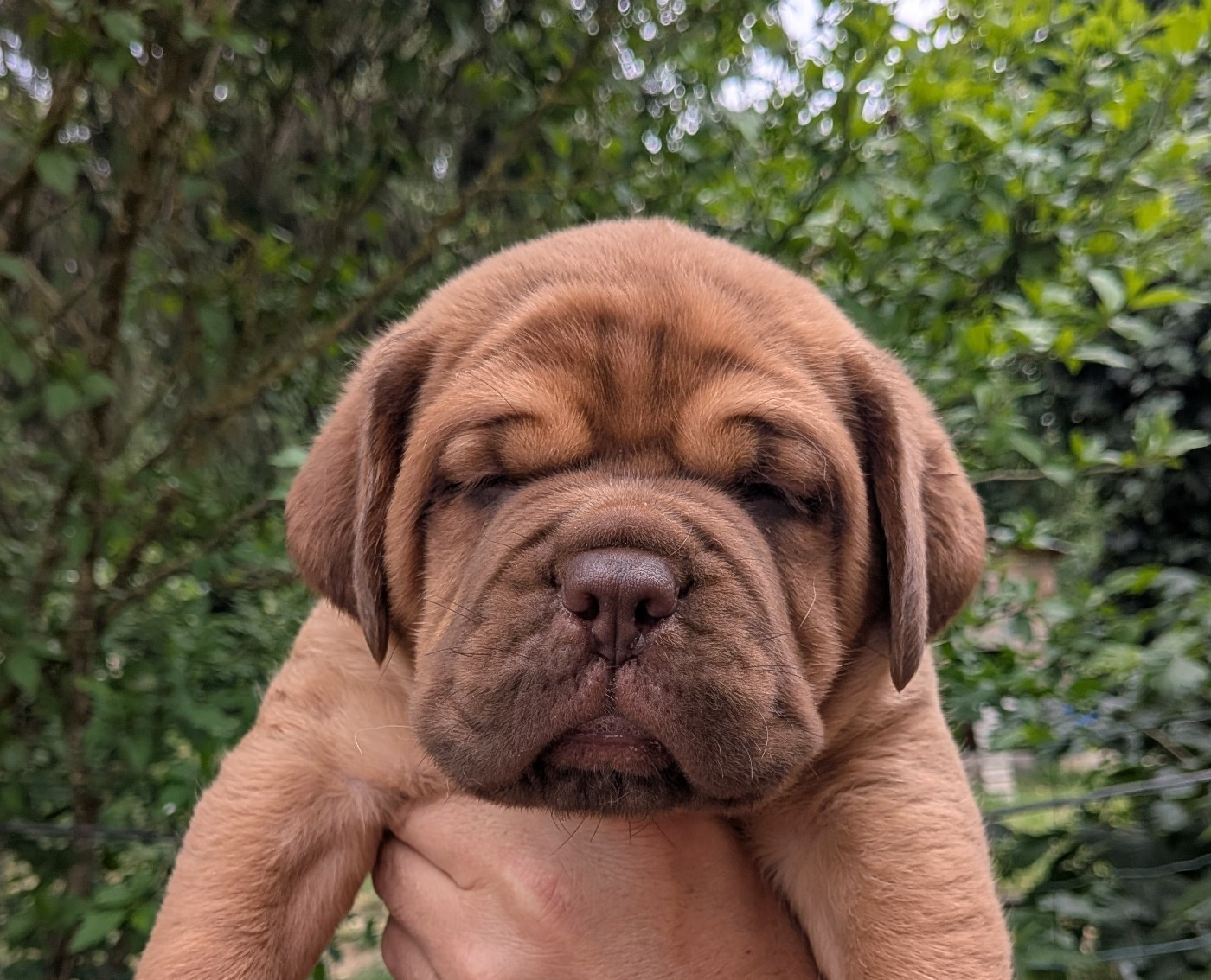 Du Paradis D'Eska - Chiots disponibles - Dogue de Bordeaux