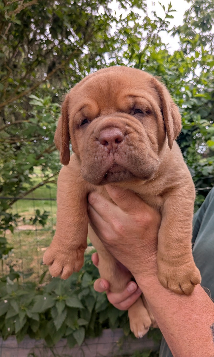 Du Paradis D'Eska - Chiots disponibles - Dogue de Bordeaux
