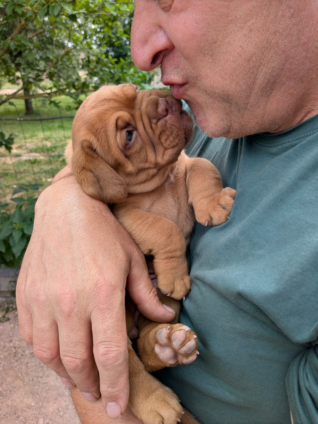 Du Paradis D'Eska - Chiots disponibles - Dogue de Bordeaux