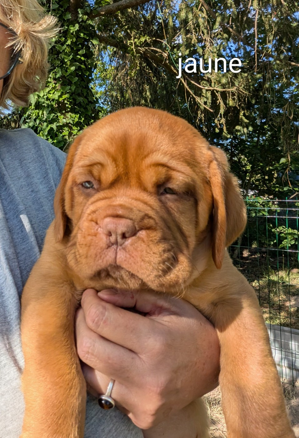 Du Paradis D'Eska - Chiots disponibles - Dogue de Bordeaux