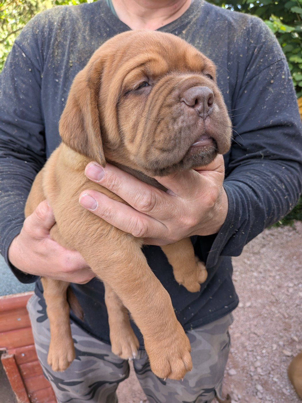 Du Paradis D'Eska - Chiots disponibles - Dogue de Bordeaux
