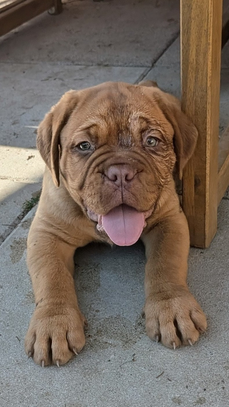 Du Paradis D'Eska - Chiots disponibles - Dogue de Bordeaux