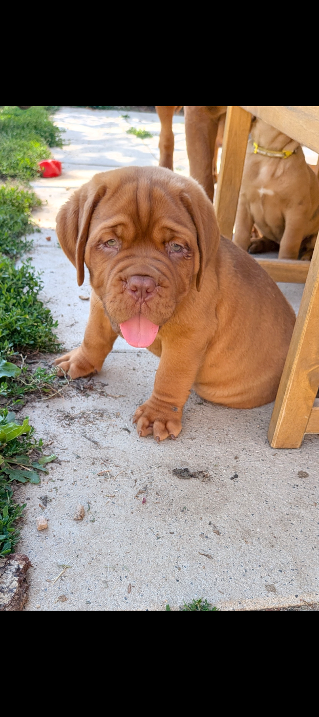 Du Paradis D'Eska - Chiots disponibles - Dogue de Bordeaux