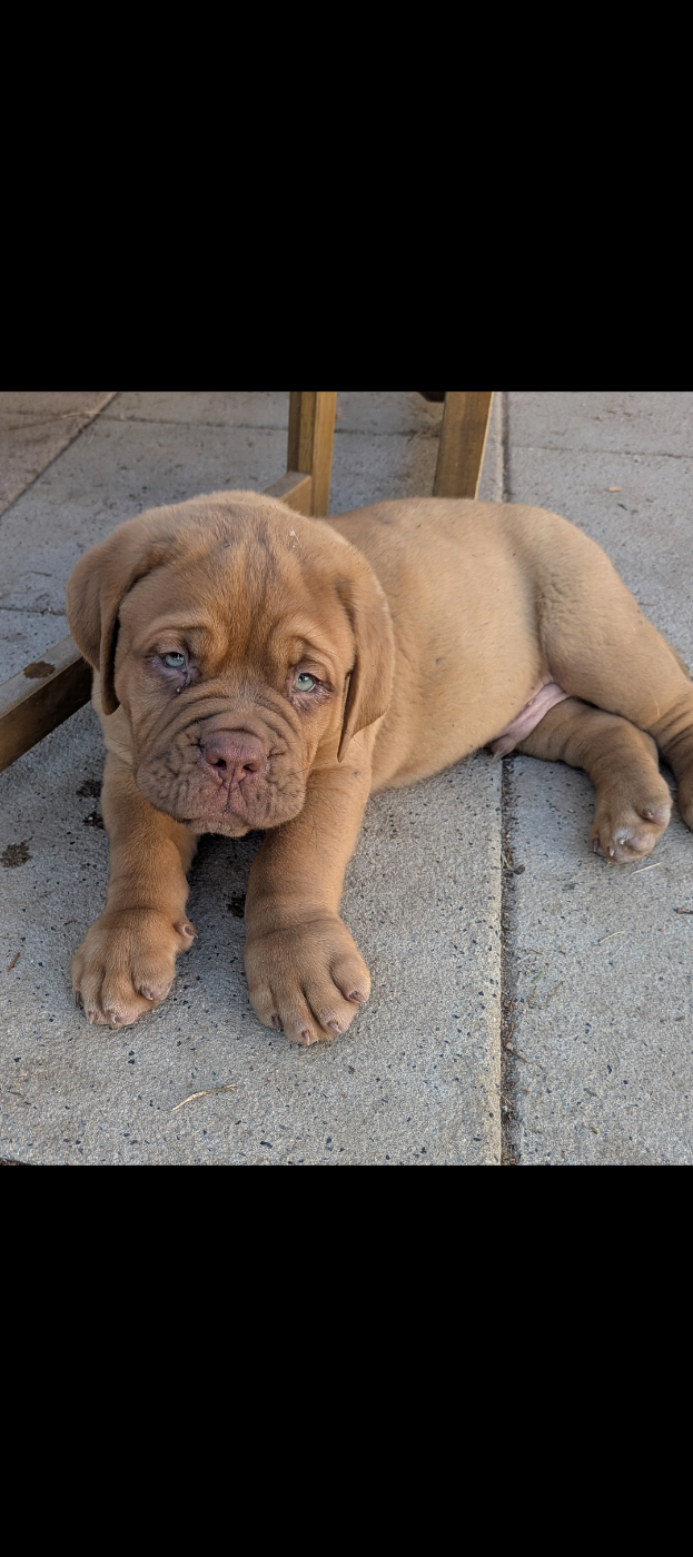 Du Paradis D'Eska - Chiots disponibles - Dogue de Bordeaux