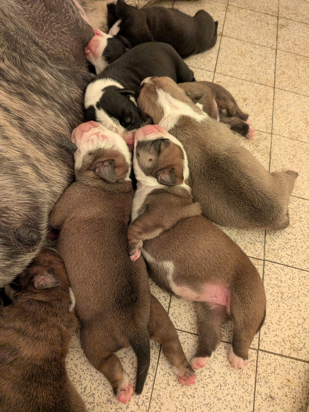 Du Paradis D'Eska - Chiots disponibles - Bulldog continental