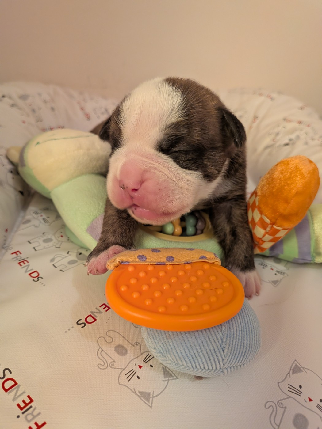 Du Paradis D'Eska - Chiots disponibles - Bulldog continental