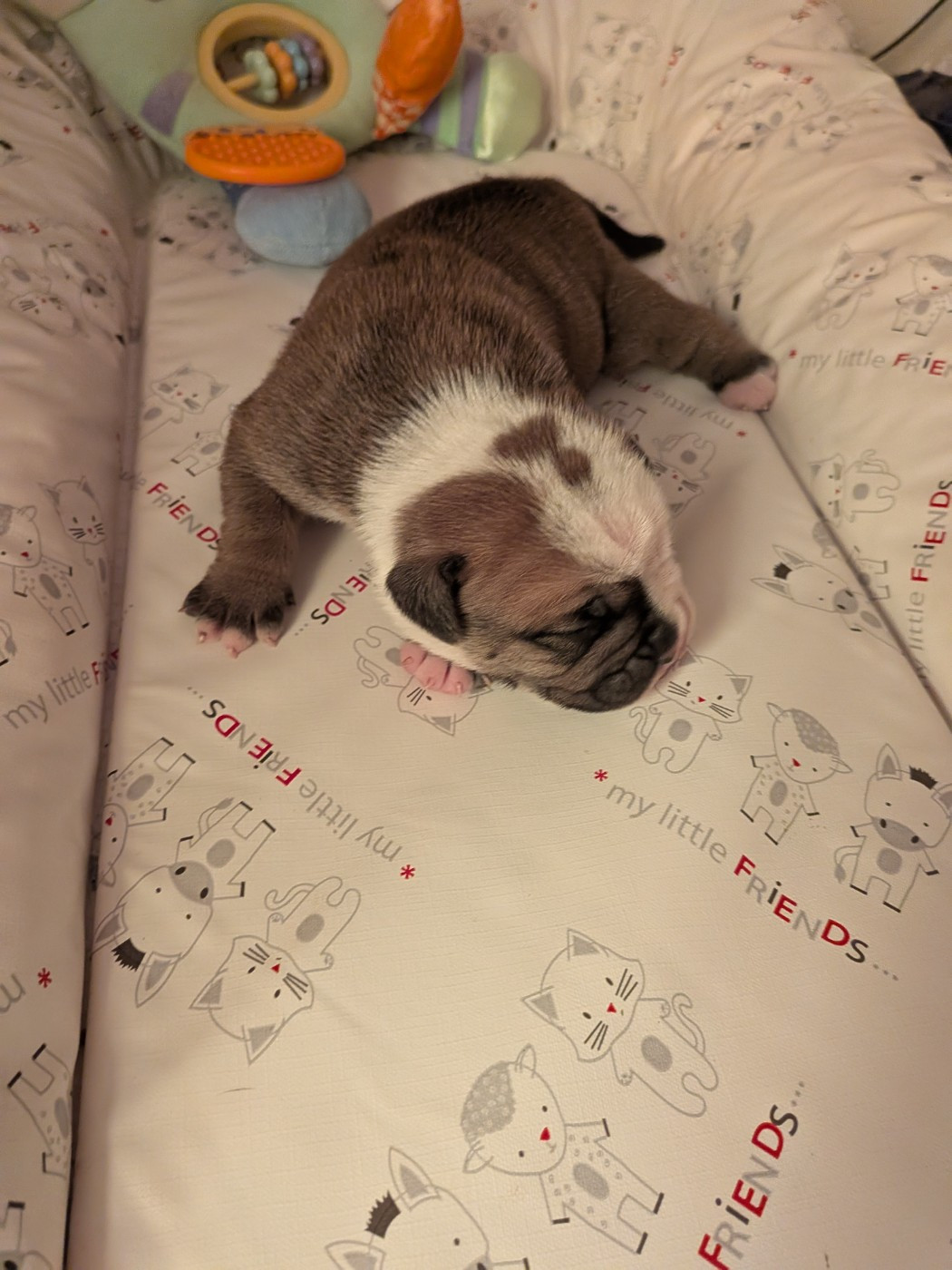 Du Paradis D'Eska - Chiots disponibles - Bulldog continental