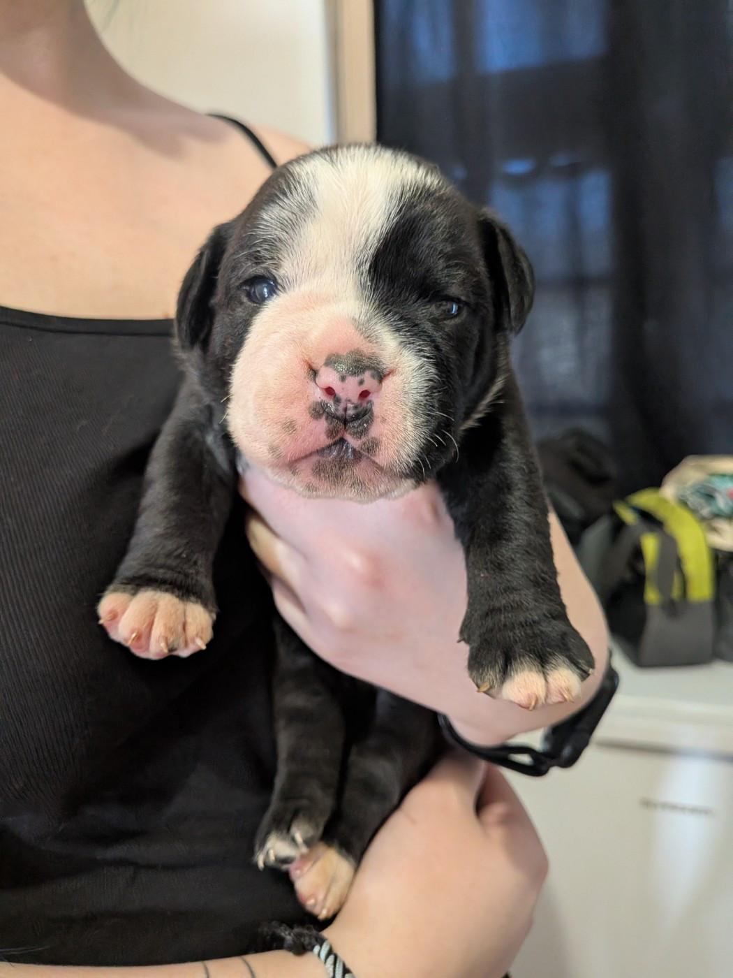 Du Paradis D'Eska - Chiots disponibles - Bulldog continental