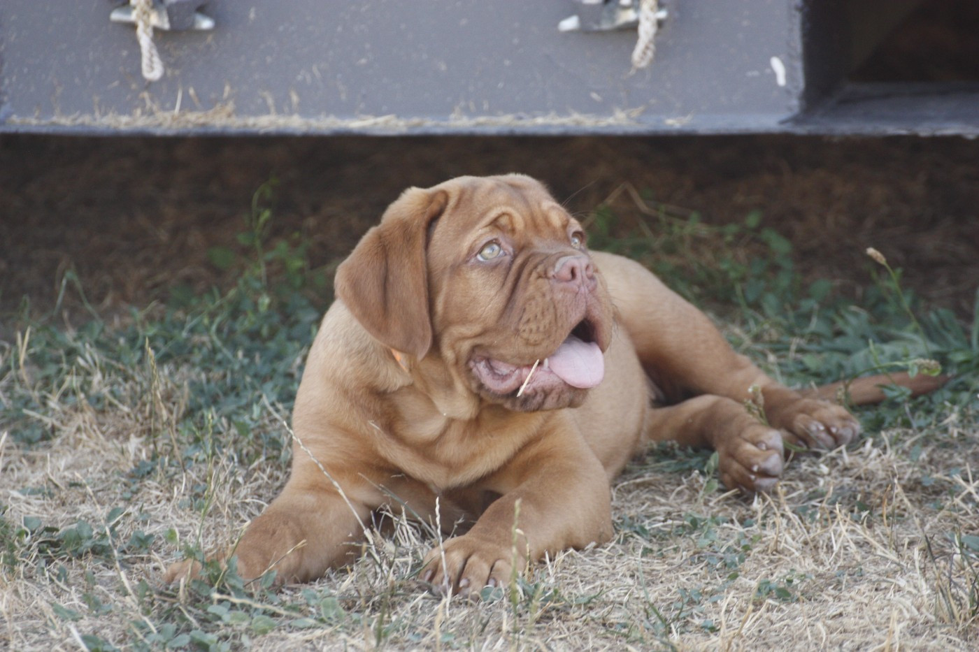 Du Paradis D'Eska - Chiots disponibles - Dogue de Bordeaux