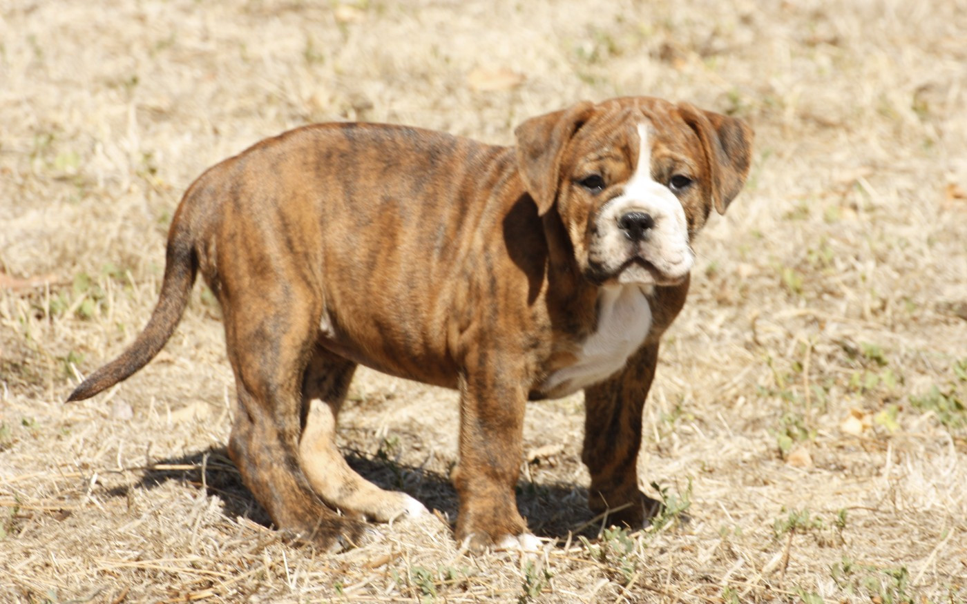 Du Paradis D'Eska - Chiots disponibles - Bulldog continental