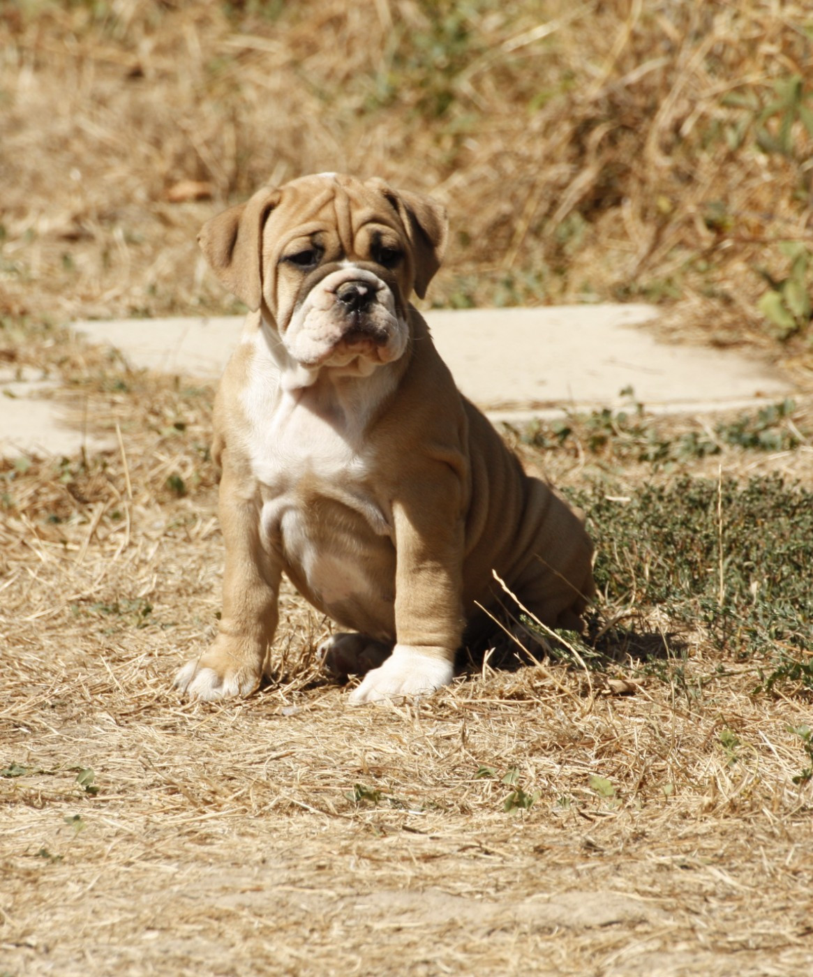 Du Paradis D'Eska - Chiots disponibles - Bulldog continental