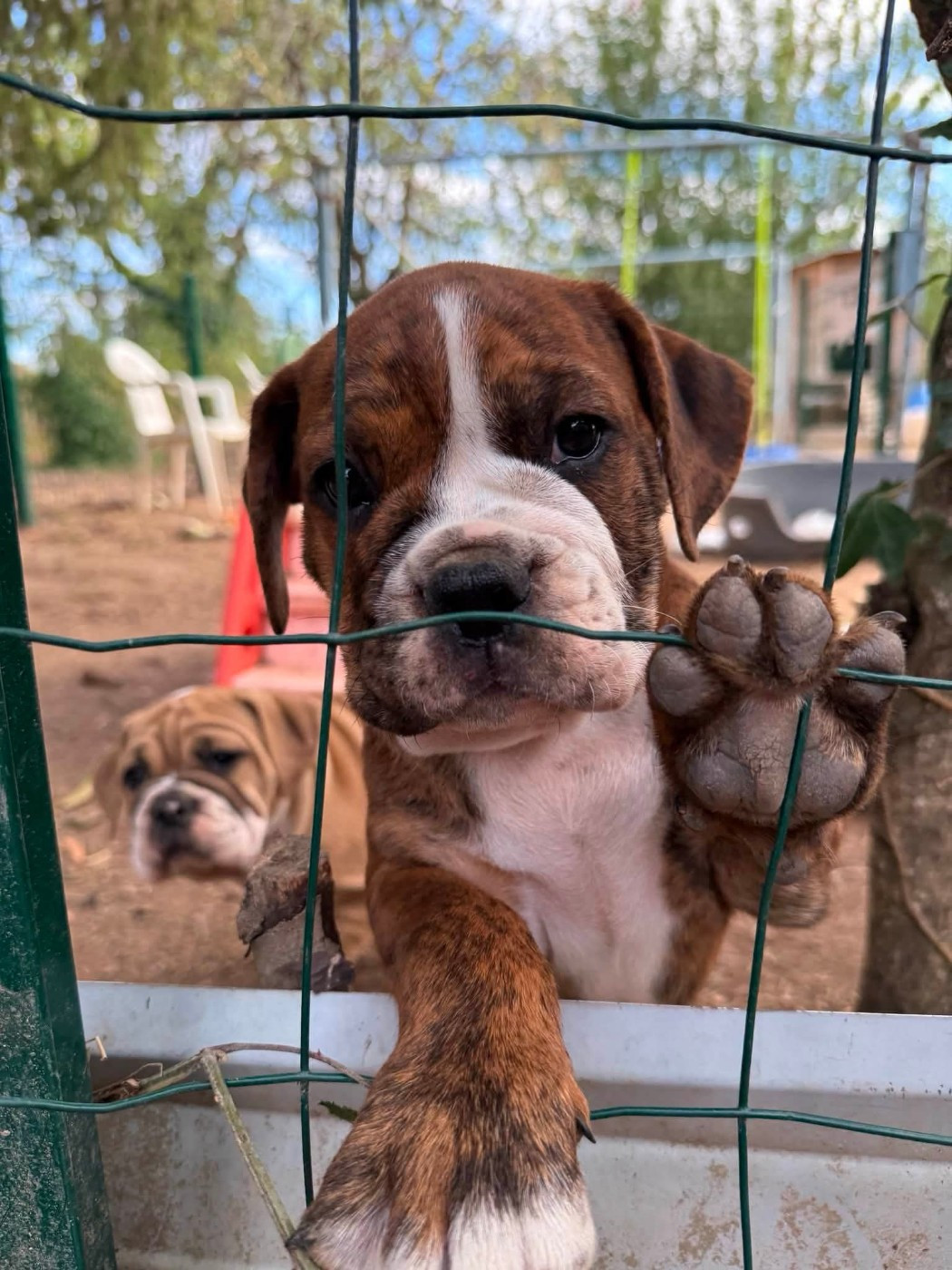 Du Paradis D'Eska - Chiots disponibles - Bulldog continental