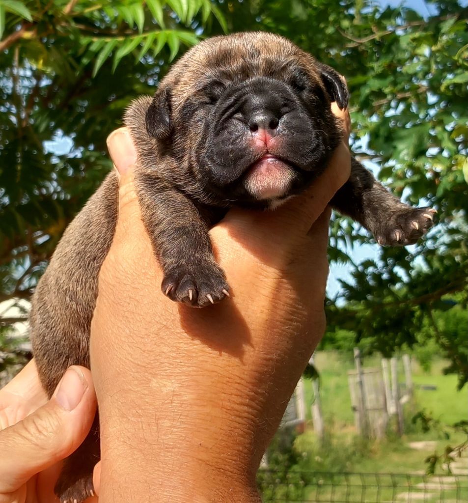 Du Paradis D'Eska - Chiots disponibles - Bulldog continental