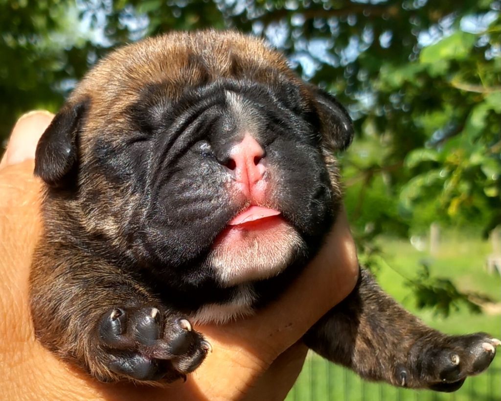 Du Paradis D'Eska - Chiots disponibles - Bulldog continental