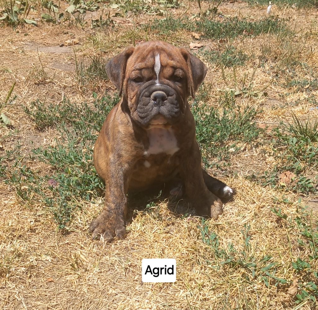 Du Paradis D'Eska - Chiots disponibles - Bulldog continental