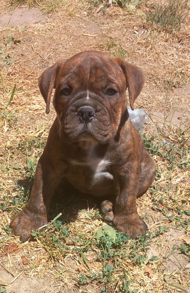 Du Paradis D'Eska - Chiots disponibles - Bulldog continental