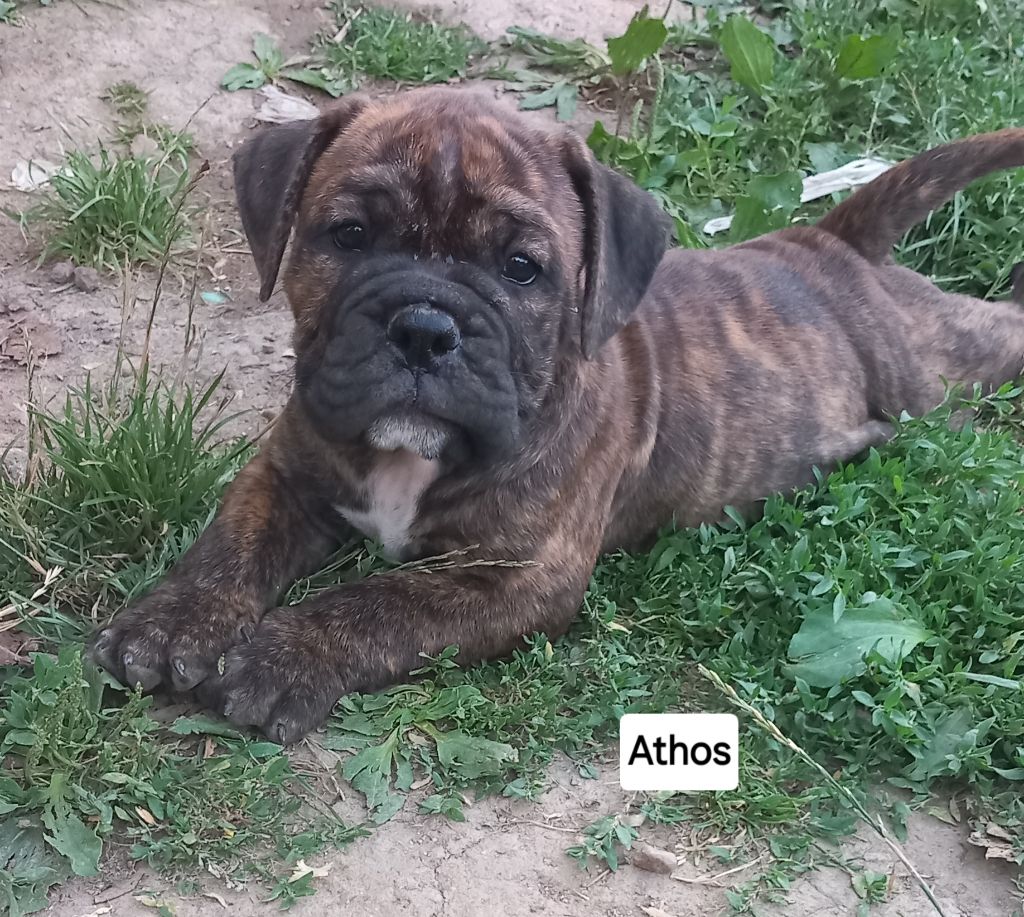 Du Paradis D'Eska - Chiots disponibles - Bulldog continental