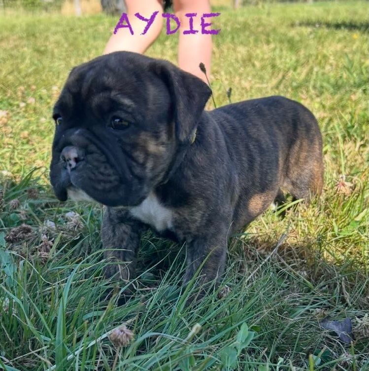 Du Paradis D'Eska - Chiots disponibles - Bulldog continental