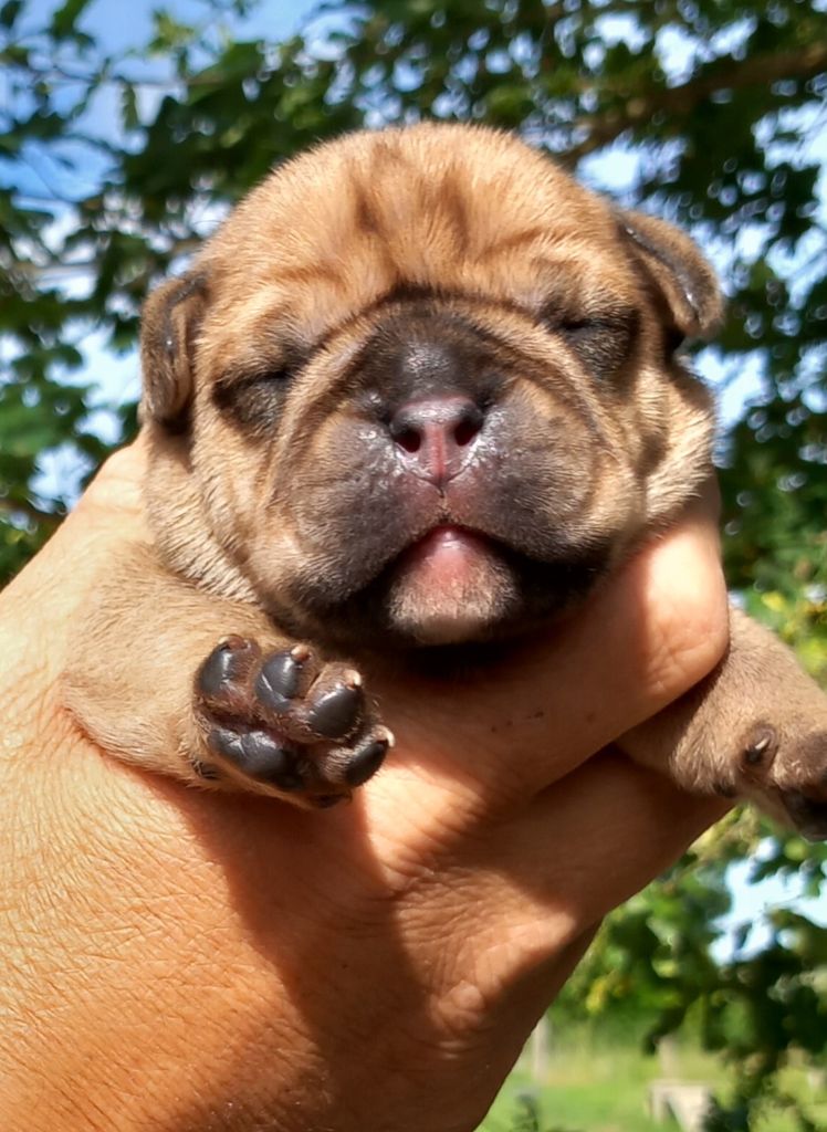 Du Paradis D'Eska - Chiots disponibles - Bulldog continental