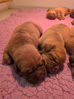 CHIOT 5