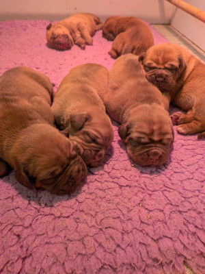 CHIOT 6