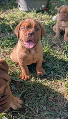 Chiot mâle collier vert