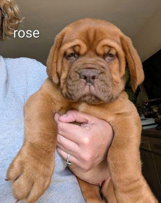 CHIOT femelle rose