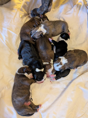CHIOT 5