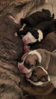 CHIOT 2