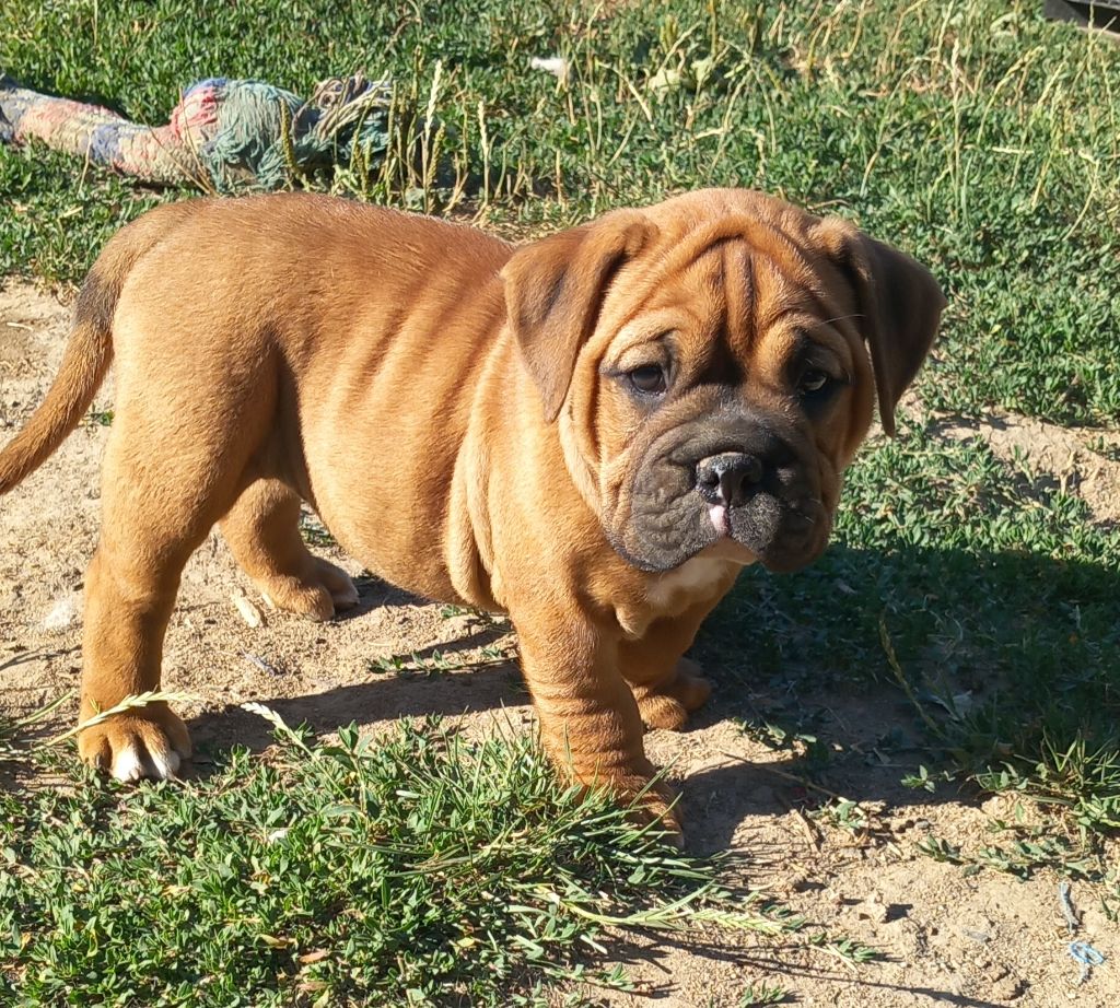 Du Paradis D'Eska - Chiots disponibles - Bulldog continental